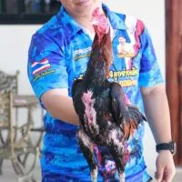 กตัญญูฟาร์ม ไก่ชนพัทยา2