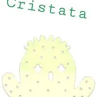 WANT CACTUS WANT CRISTATA        ว้อนn์แคคตัส คริสตาต้า