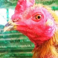 จ๊อบ โคราช (ไก่ชนเหล่ามังกรแดนใต้)