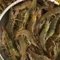 ช่วยเหลือเกษตรกรเลี้ยงกุ้ง