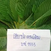 สหายสีเขียว