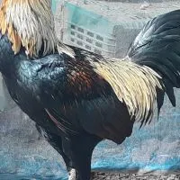 ไก่ชนสวนเสือ