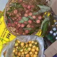 ตลาดต้นไม้เชียงใหม่ ไม้ดอกไม้ประดับบ้านห้วยแก้ว