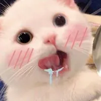 ꒰ヽ𝗔𝗹𝗶𝗴𝗵𝘁 𝗺𝗼𝘁𝗶𝗼𝗻˚｡ 🌷,,