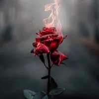 Oasis Network - Rose