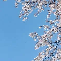 NRLS_SSR