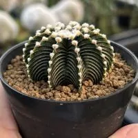 Thecactusgardennn