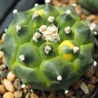 Desert Nursery