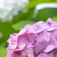 🍀PictureThis・花と緑が好きな人集まれ！✨