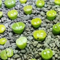 Lithops ไลทอป หินมีชีวิต