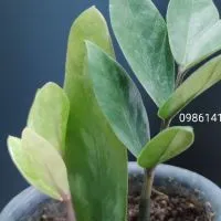 ซื้อขายตั้งรับเสนอราคากวักมรกตด่างZamioculcas Zamifolia