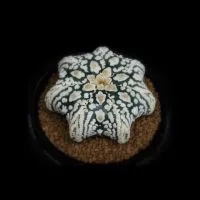 Siam astrophytum MKP