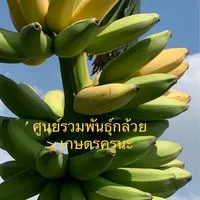รวม..พันธุ์กล้วย