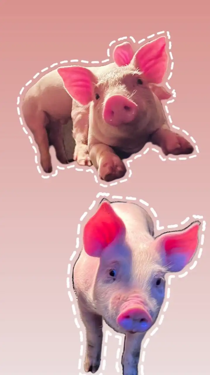 迪卡豬農交流圈🐖🐖🐖