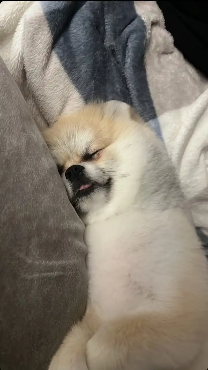 韓國🇰🇷