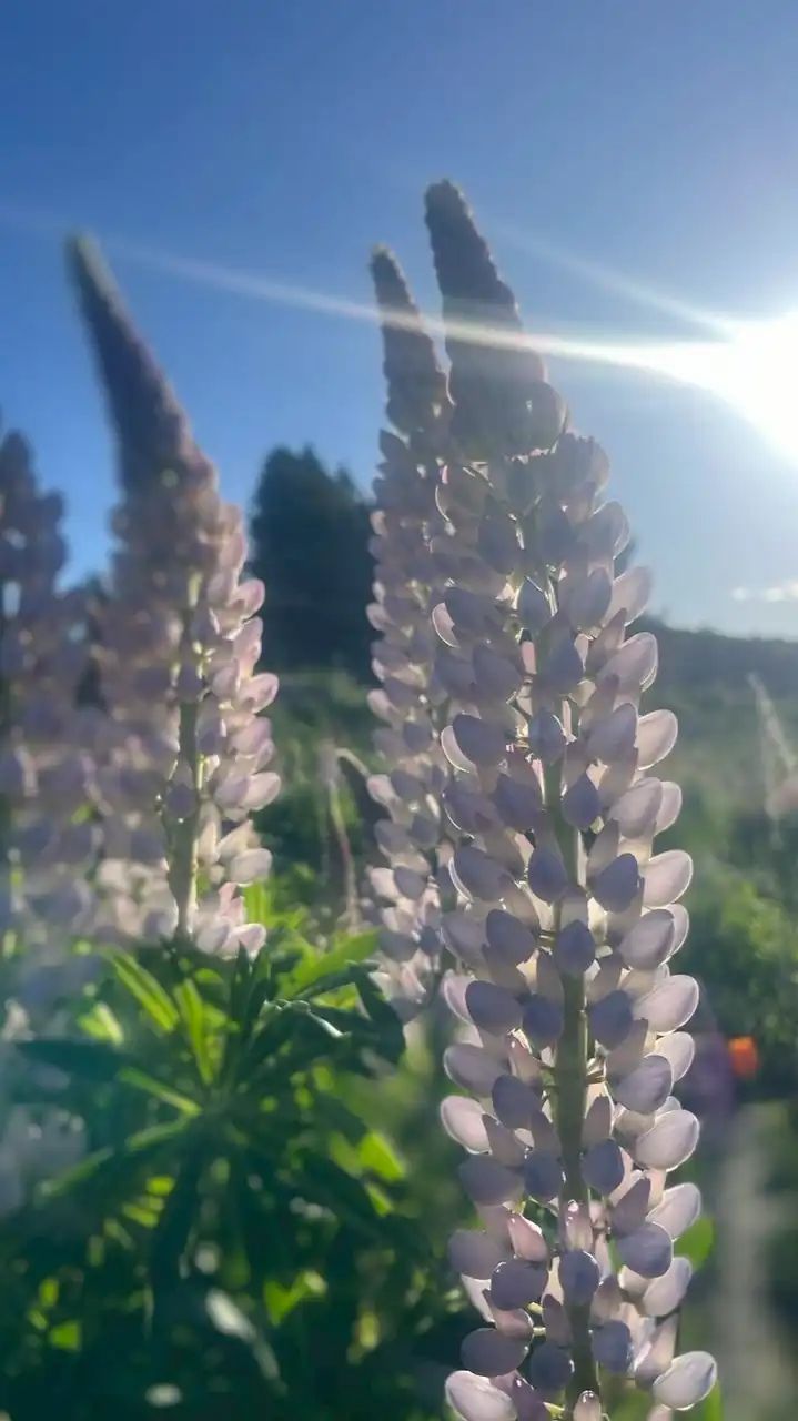 紐西蘭打工度假上山下海一起走⛰️🌊