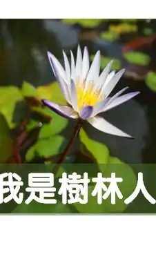 我是樹林人