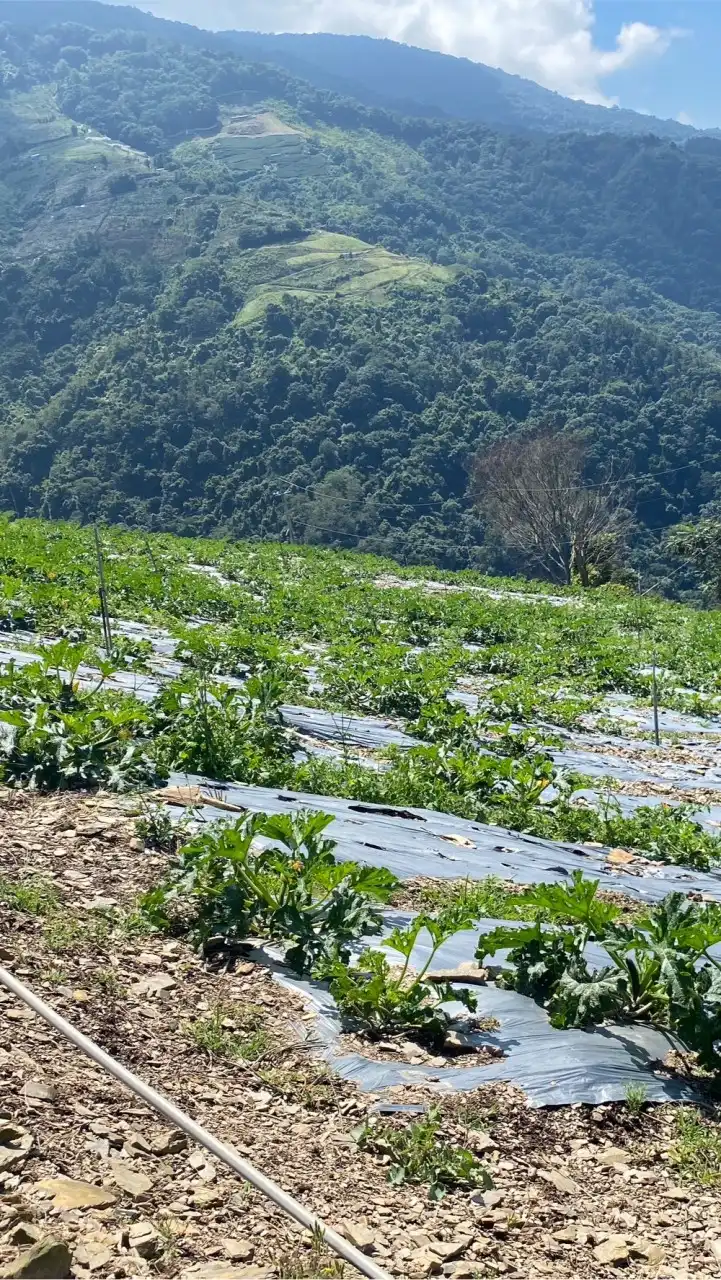 東海高山蔬菜群（學生）