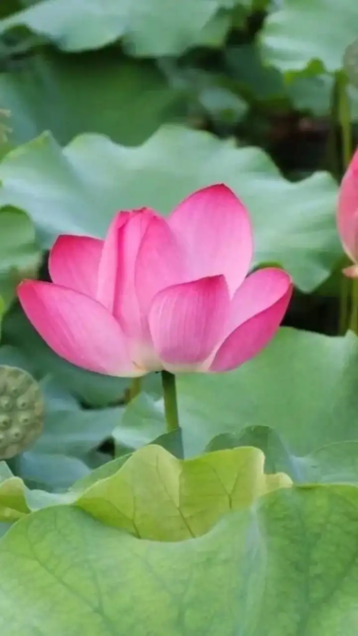 南無阿彌陀佛/素食/宗教/善知識/助念/正能量/早安/健康/勵志/佛曲