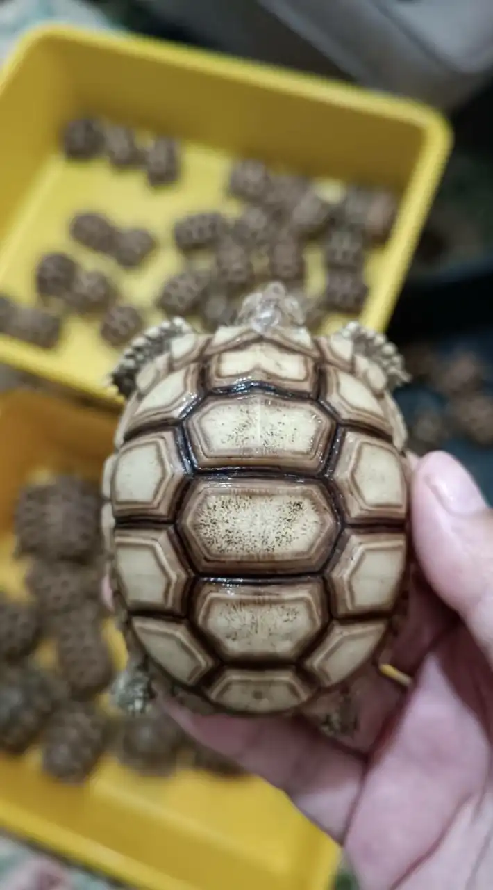各類寵物交流