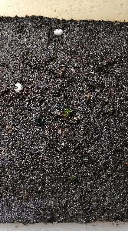 TAIWAN 稀有.高價蕨類孢子育成中心