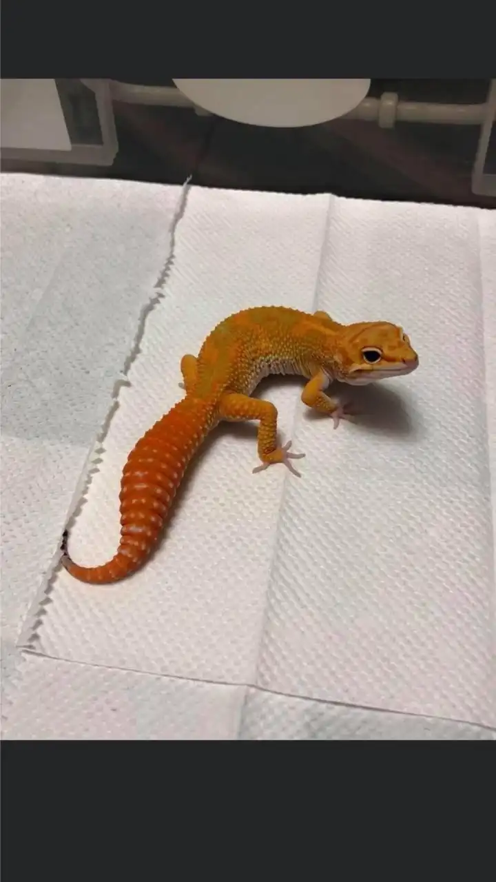 Gecko Chu