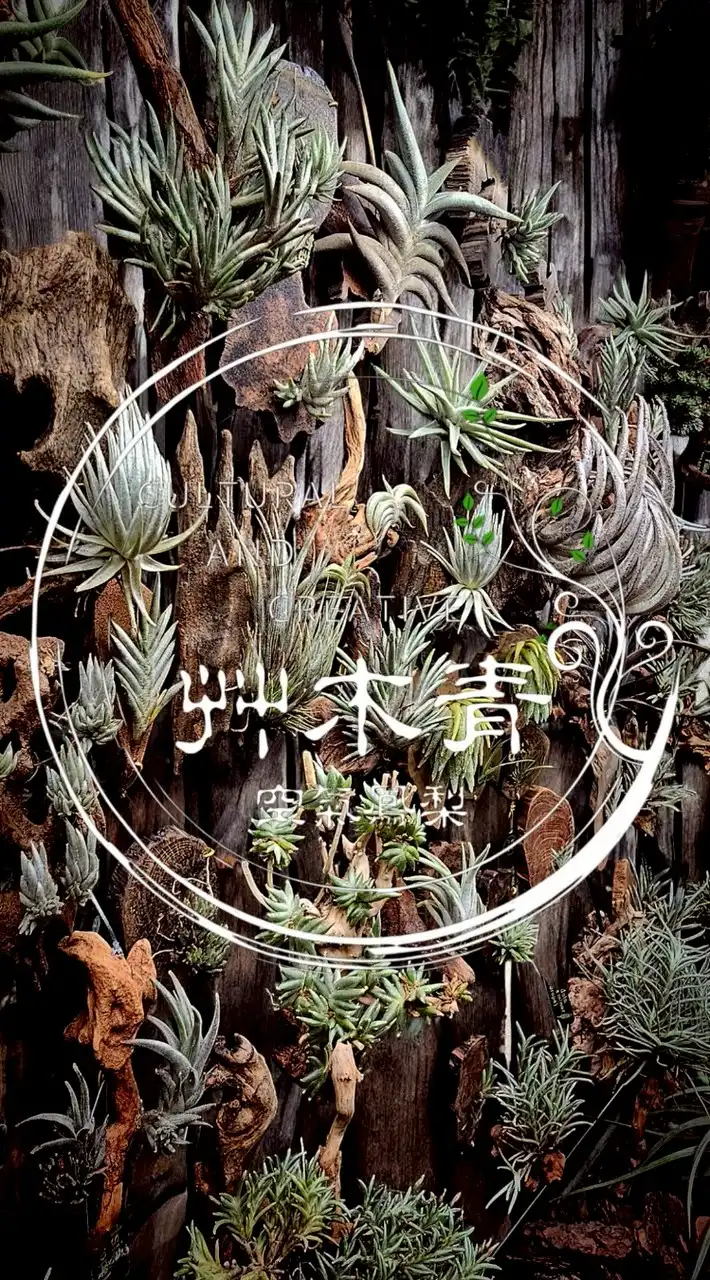 🌱艸木青・空氣鳳梨 Grass Wood Tillandsia 🌿