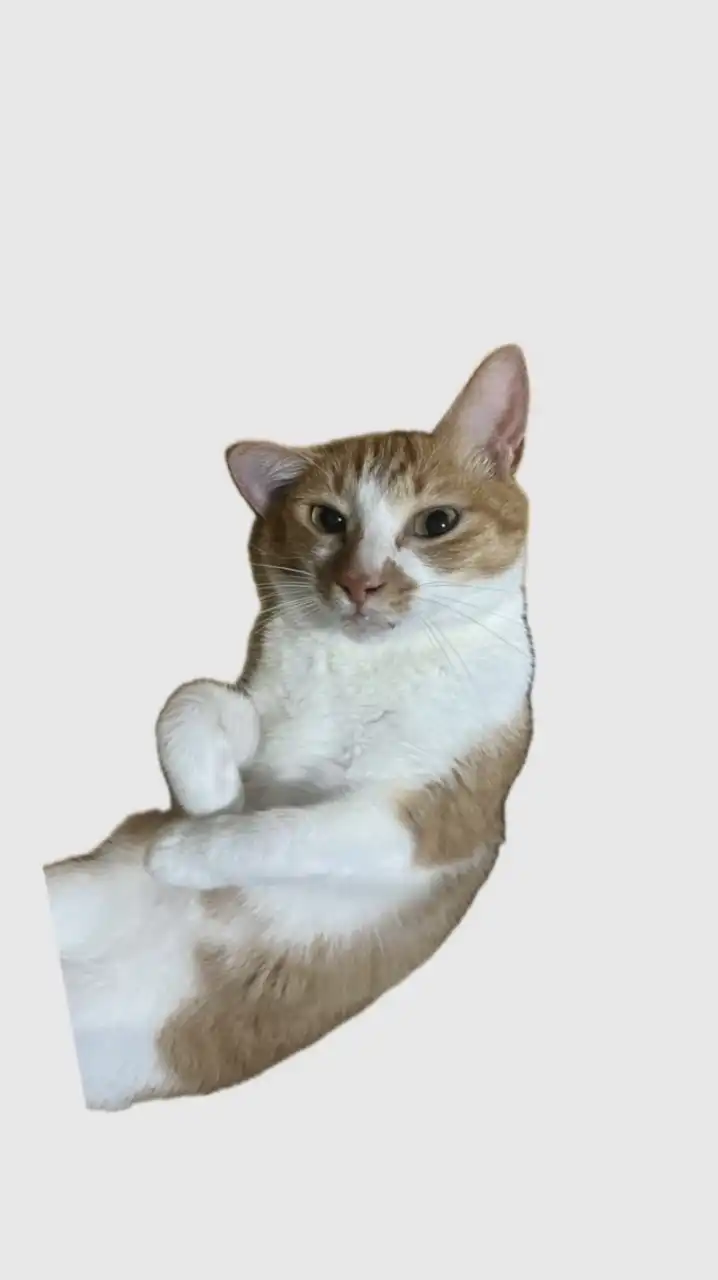一些酷東西ฅ^•ﻌ•^ฅ