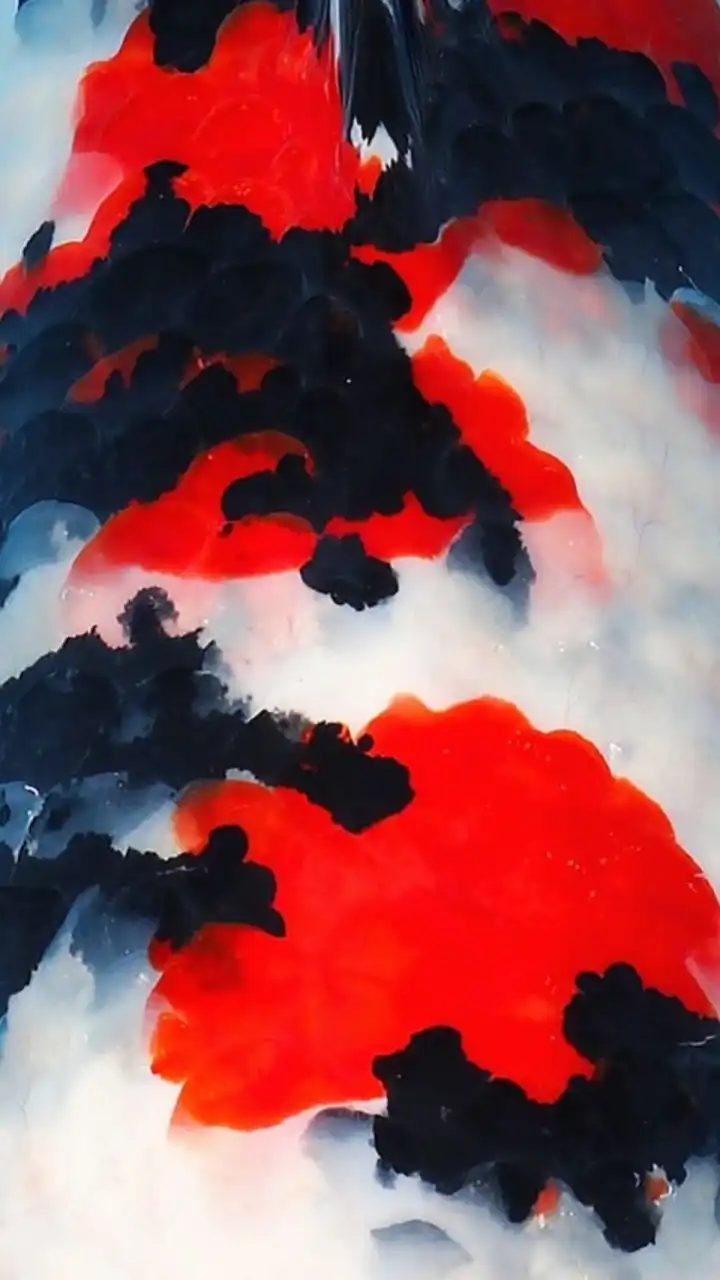北野養鯉場🇯🇵𝗦𝘂𝗽𝗲𝗿𝗞𝗼𝗶