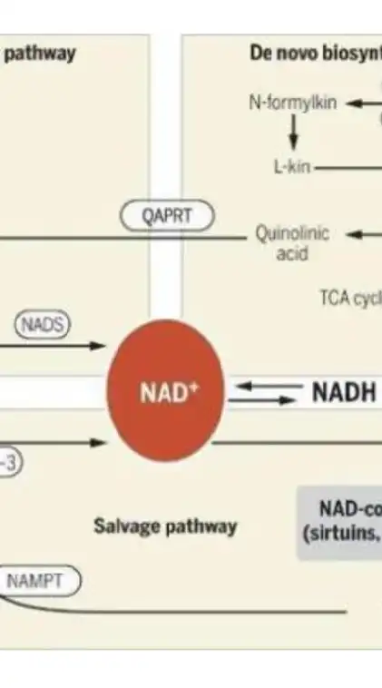 癌症救星：NADS+Se=自然膳食補充免疫療法