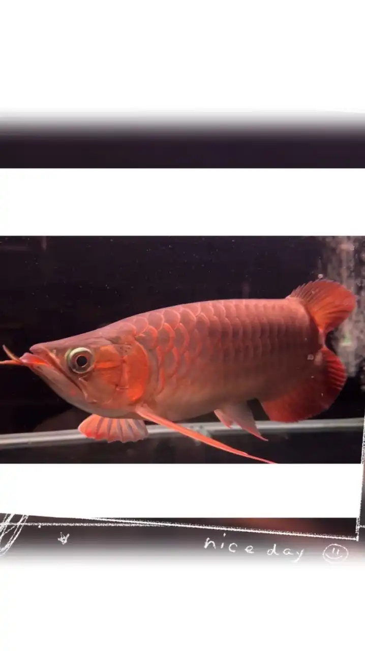 龍姐大魚池