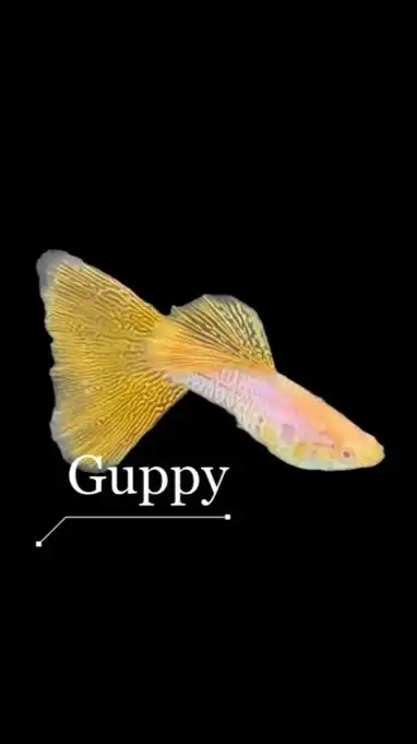 南台灣中國品系孔雀魚競標、交流、分享