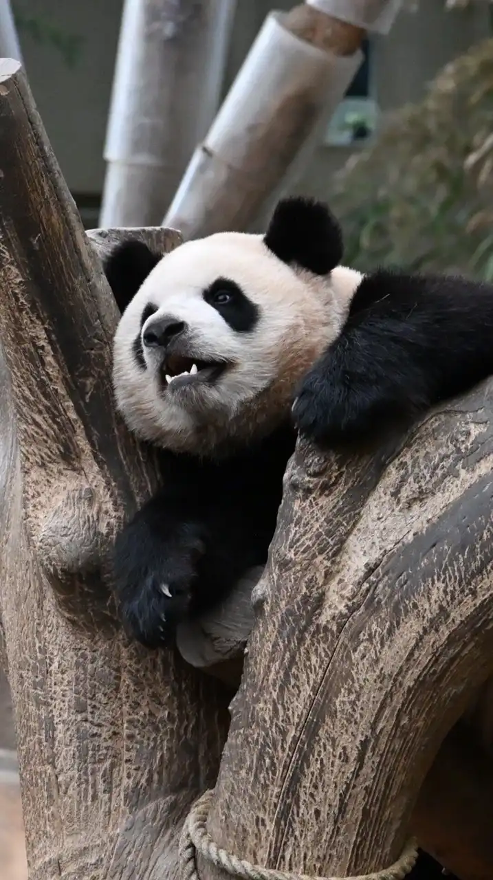 愛寶樂園代購狂歡團
