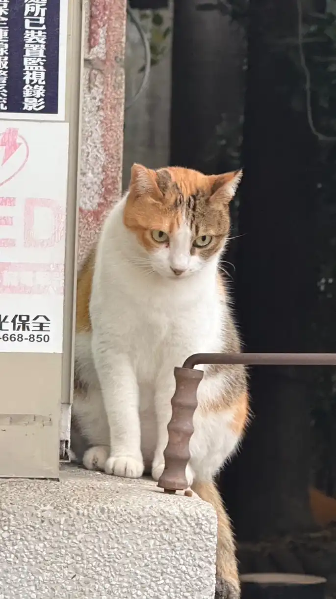 中女校貓小花