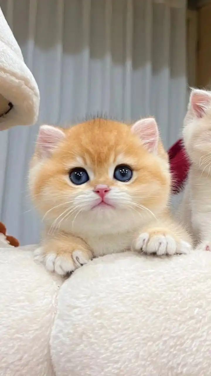 品種貓 英短 緬因 曼赤肯 美短 便宜貓