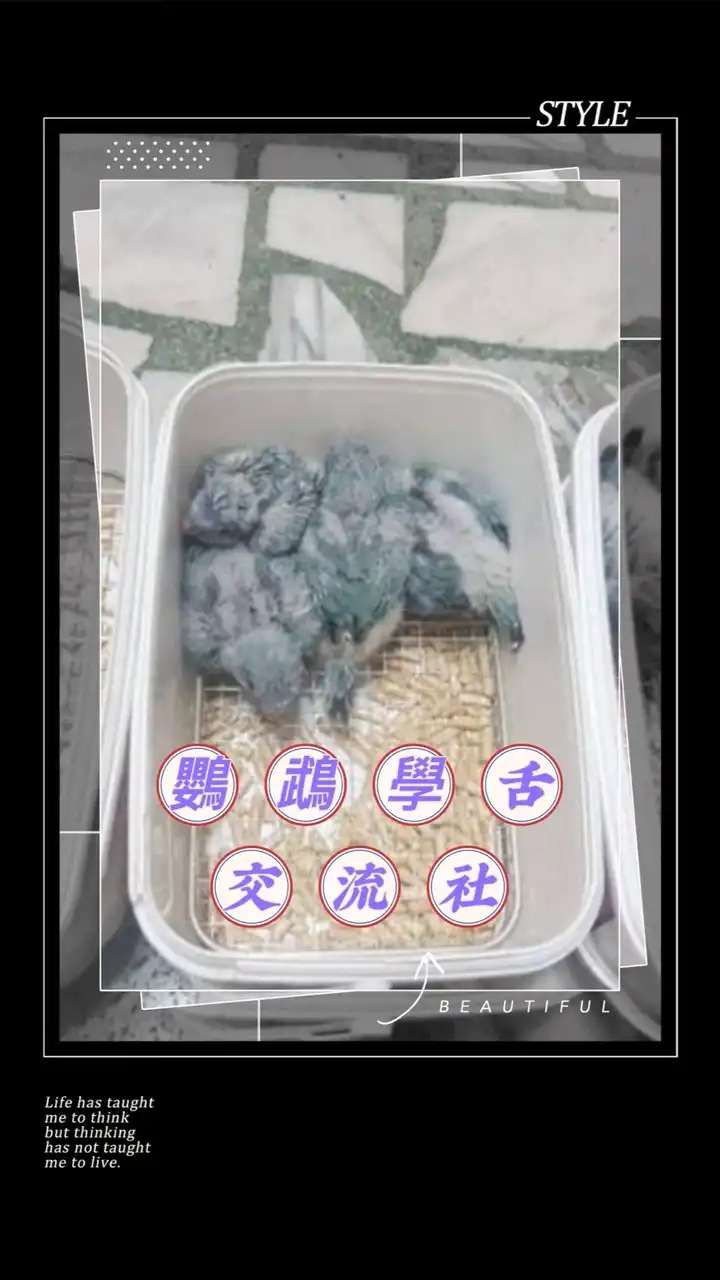 🌟鸚鵡學👅交流社🌟