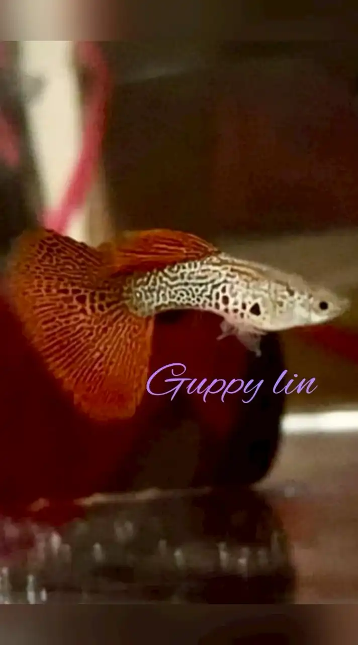 Guppy Lin 專業孔雀魚討論群