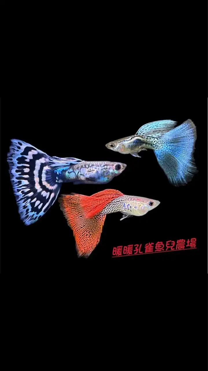 暖暖孔雀魚兒農場