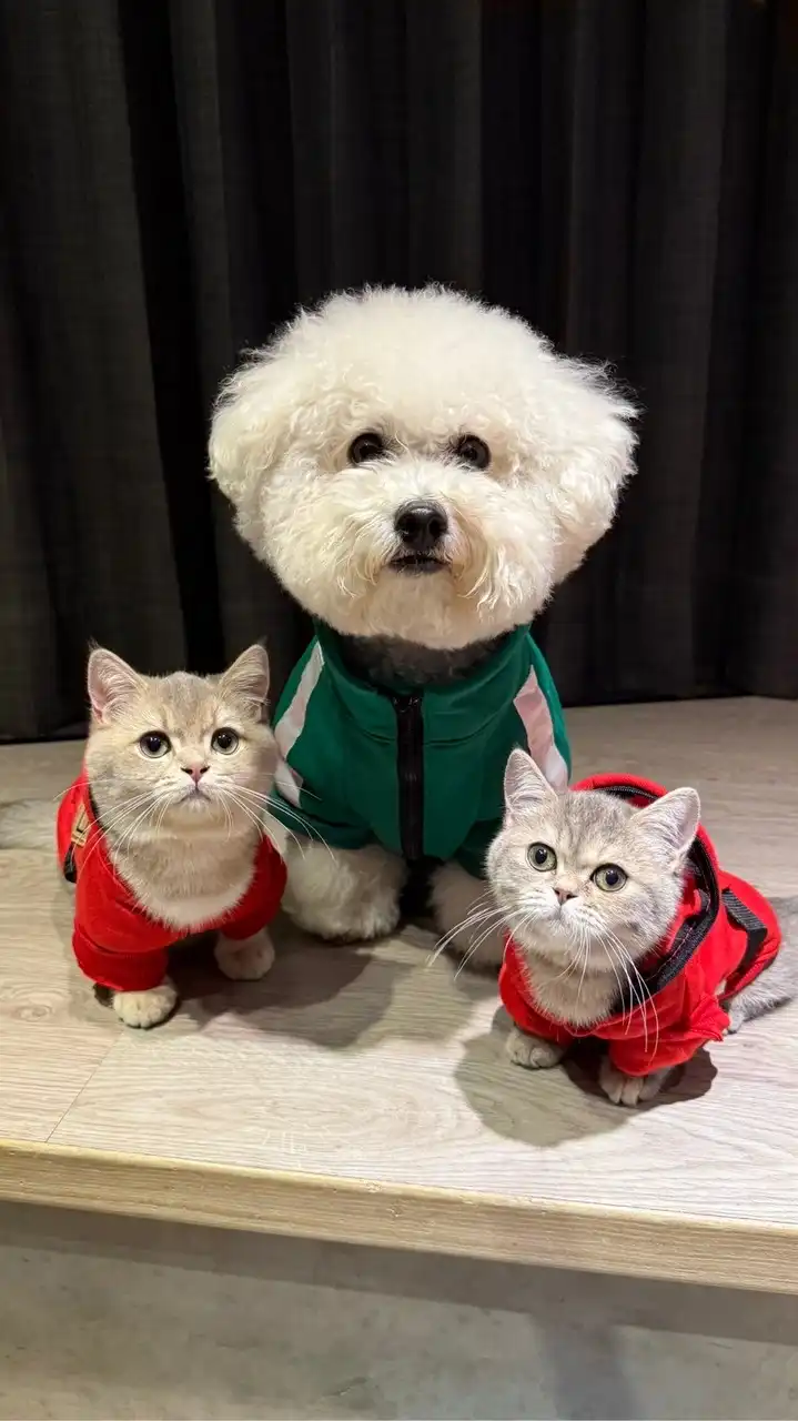 LEBU_PET代購&客製化