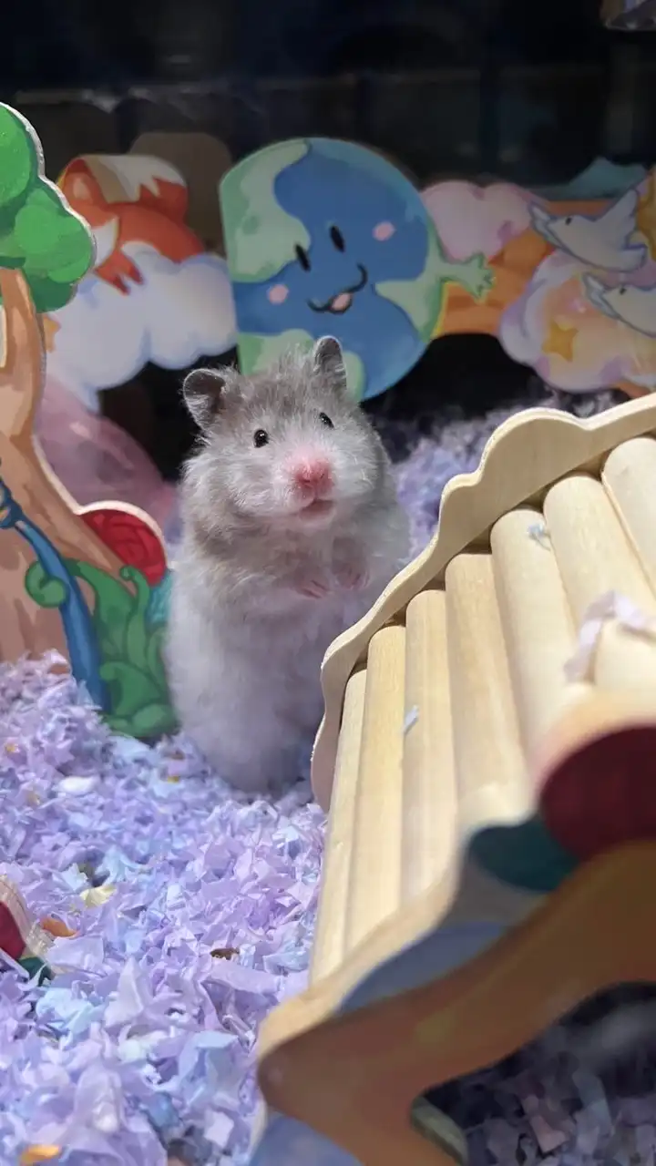 可愛波利大倉鼠的窩