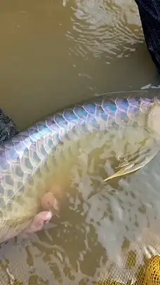 瀧柒KAWAIARO龍魚交流平台