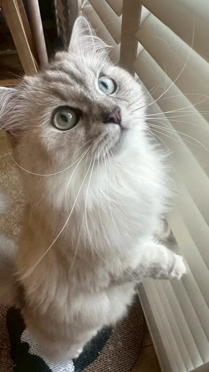 台中可寵租屋平台