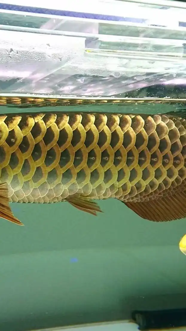 瀧柒水族貿易