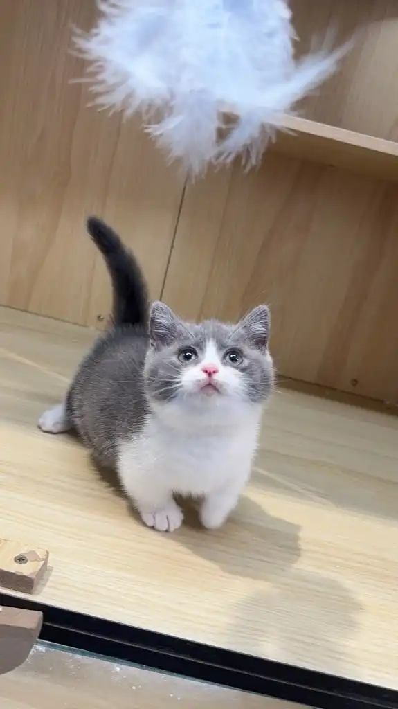 貓公爵貓坊