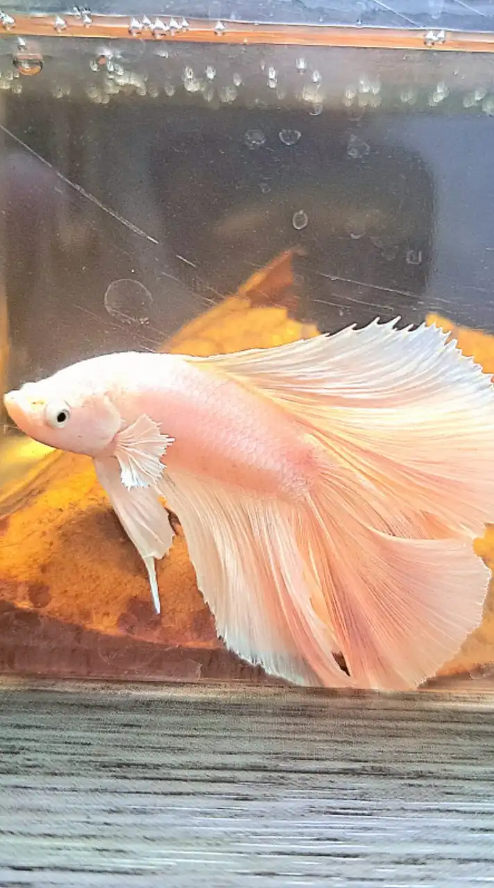 魚場小船