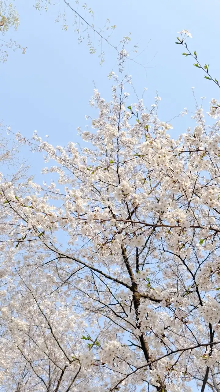 咿ㄓ代購群