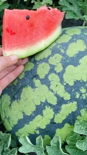 富林水果-大雅Fulin_fruit