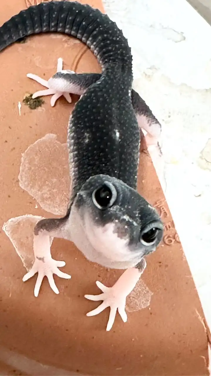 守宮舞蓋摳