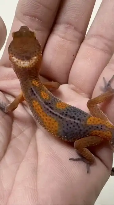 守宮舞蓋摳