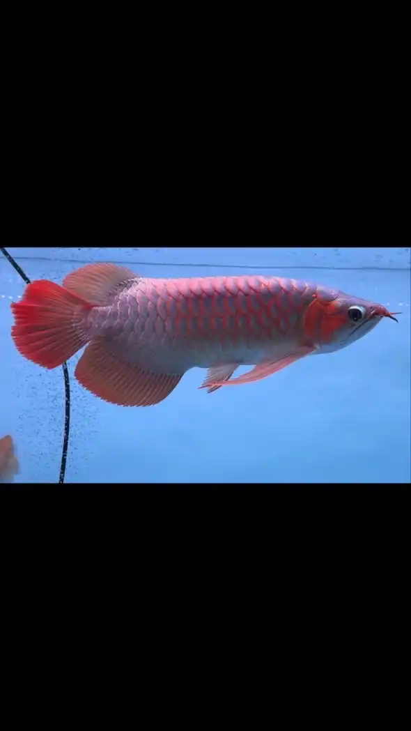 熊愛龍魚🐻